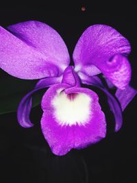 Close-up of purple flower over black background