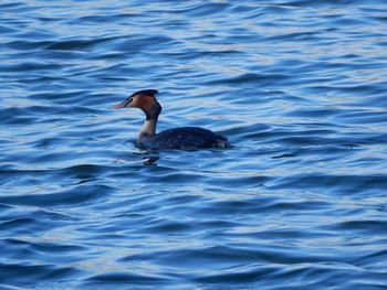 View of birds in water