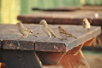 Close-up of bird perching on wood
