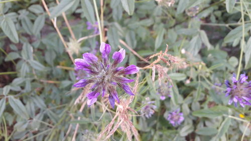 Close-up of purple flowers blooming outdoors