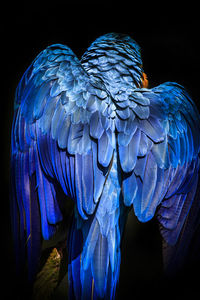 Close-up of bird flying over black background