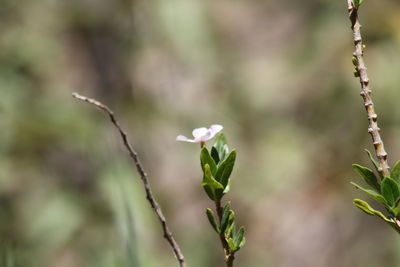 Close-up of white flowering plant