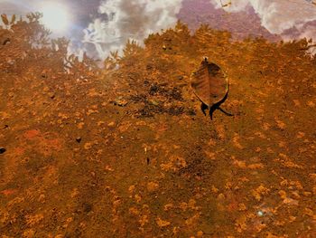 High angle view of bird on field