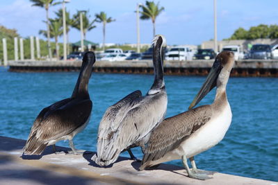 Seagulls on beach