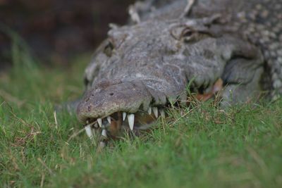Close-up of crocodile on field