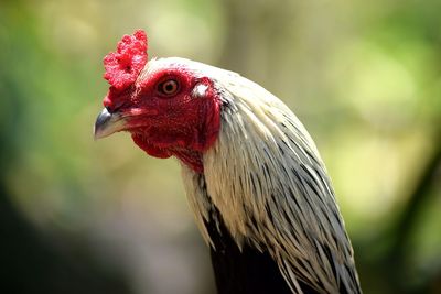 Close-up of a bird