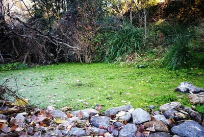 Scenic view of landscape