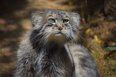 Close-up of wild cat