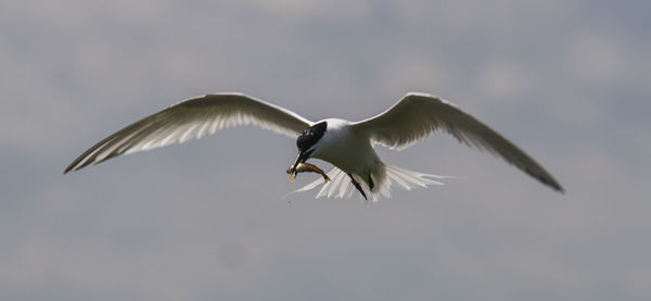 Low angle view of birds flying in sky