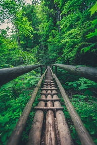 View of railroad tracks in forest