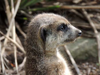 Close-up of meerkat