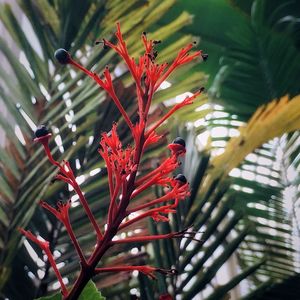 Close-up of red plant