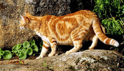 Side view of a cat looking away