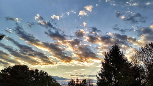 Low angle view of silhouette trees against sky