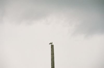 Low angle view of bird perching on tower against clear sky