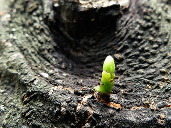 Close-up of leaf on tree trunk