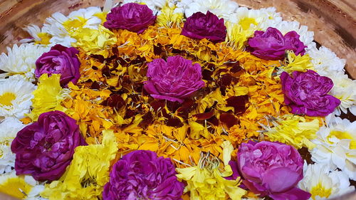 Close-up of multi colored flowers