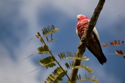 Low angle view of bird perching on branch against sky