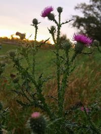 Close-up of purple flowering plants on field