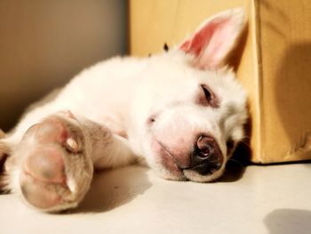 Close-up of a dog sleeping on floor at home