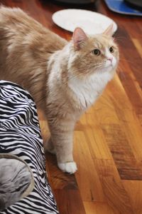 Cat sitting on hardwood floor