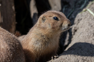 Close-up of rabbit on rock