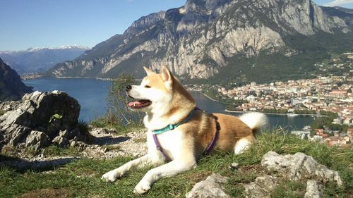 Dog sitting against mountain