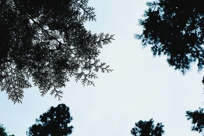 Low angle view of tree against sky