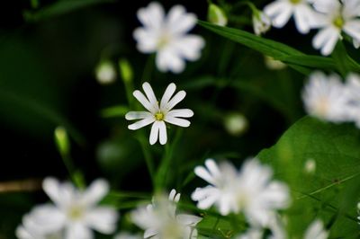 Close-up of white flowering plant