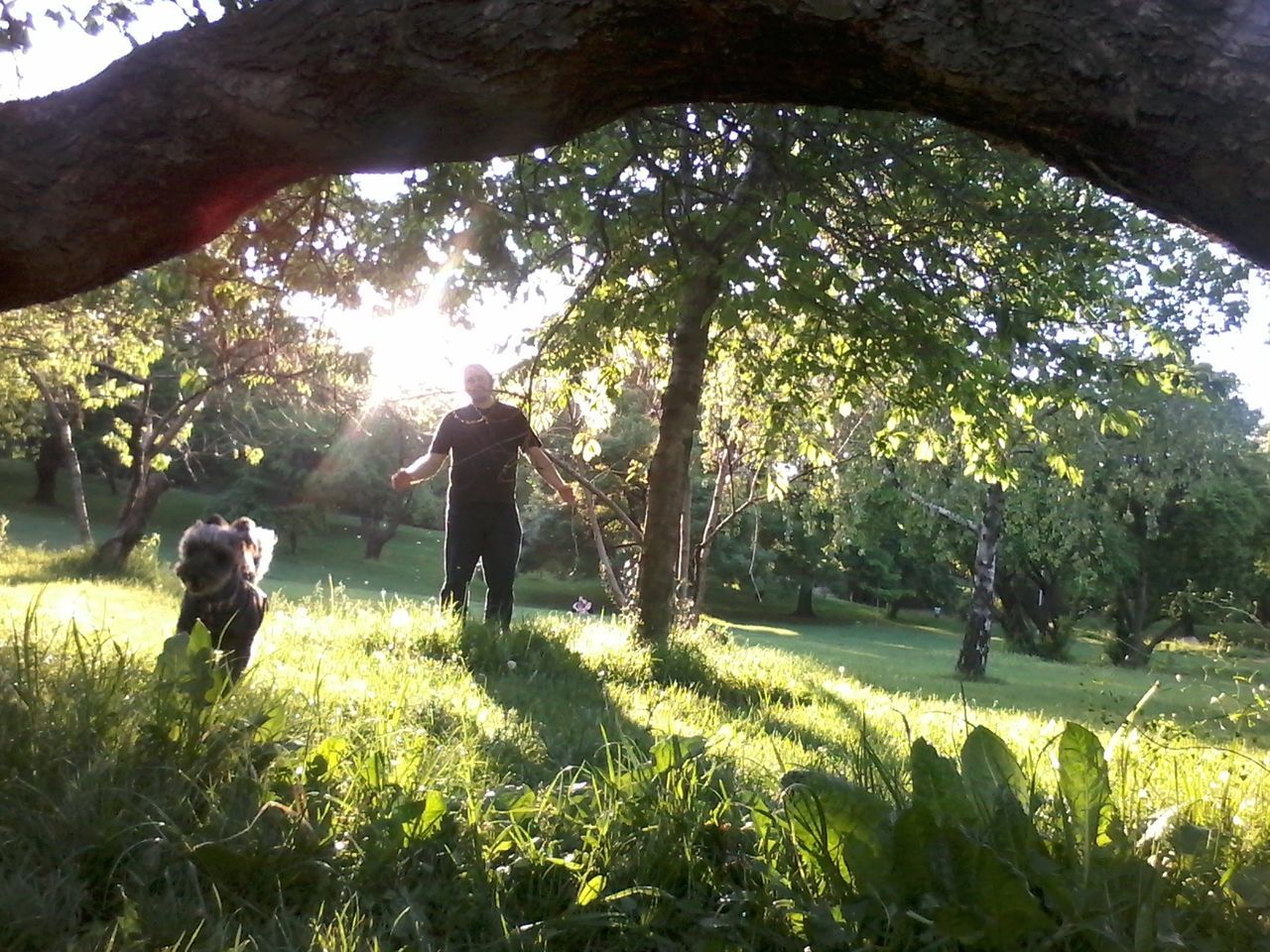 tree, sunlight, growth, togetherness, real people, nature, father, day, men, love, field, leisure activity, childhood, family, walking, grass, outdoors, green color, bonding, full length, lifestyles, beauty in nature, playing, boys, shadow, two people, branch, adult, people