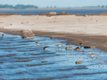 Flock of birds on beach