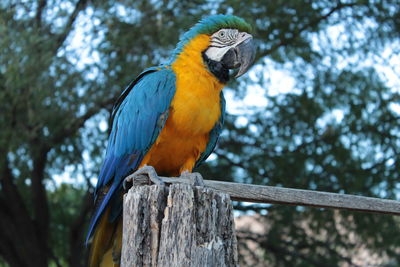 Close-up of bird perching on tree