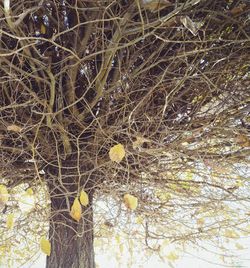 High angle view of trees on field