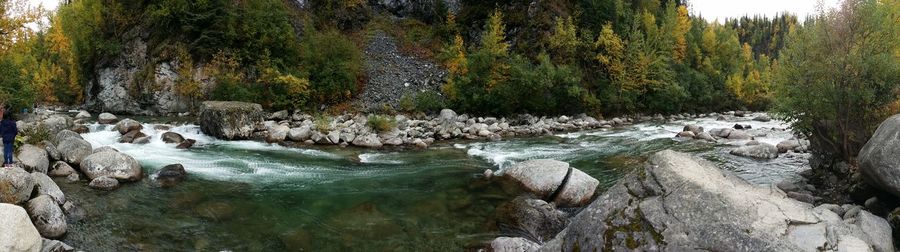 River flowing through forest