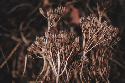 Close-up of dried plant on field