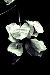 Close-up of leaves against black background