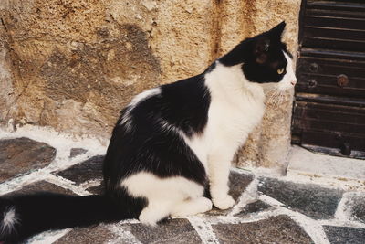 Cat sitting on steps