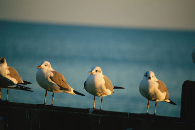 Close-up of bird in lake