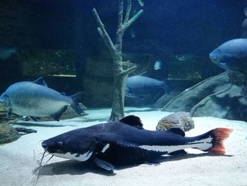 Fish swimming in aquarium