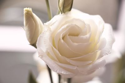 Close-up of white rose