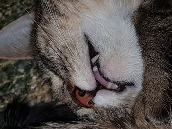 Close-up of cat yawning