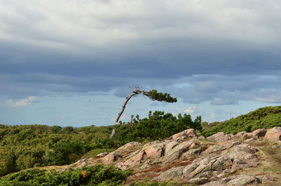 The tree bent under the prolonged force of the wind