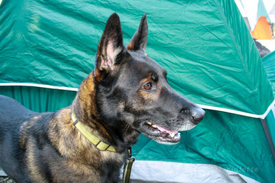 Close-up of a dog looking away