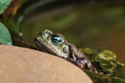 Close-up of frog