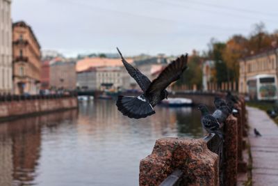 Seagull flying over a river