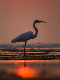 Gray heron