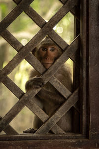 Long-tailed macaque sitting behind wooden trellis window