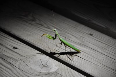 Close-up of insect on wood