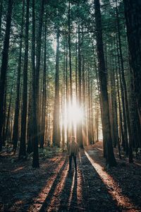 Rear view of man walking in forest
