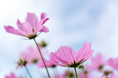 Close-up of pink cosmos flower